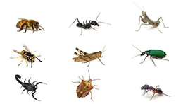 AVVISO ALLA CITTADINANZA, DISINFESTAZIONE IL 25 E IL 26 MAGGIO