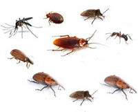 Disinfestazione adulticida fra il 12 e il 13 agosto 2011