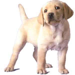 CITTA\' DI SPOLTORE : PROGETTO DI STERILIZZAZIONE INCENTIVATA