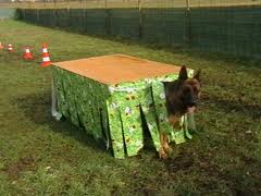 Mobility - Dog, divertirsi con il cane - mercoled&igrave; primo maggio