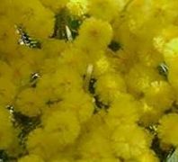 Festa della donna, il messaggio del Sindaco e dell\'Amministrazione