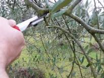 CORSO DI POTATURA DELL\'OLIVO, 18 E 19 MARZO 2016