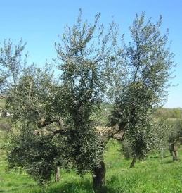 Giornata dimostrativa di potatura dell\'ulivo